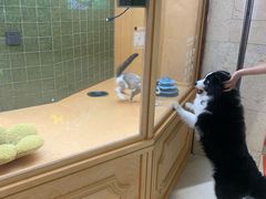 -帕帕拉兹宠物(亚洲旗舰店)