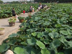 -白洋淀景区