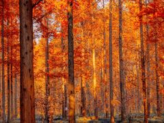 -黄海国家森林公园