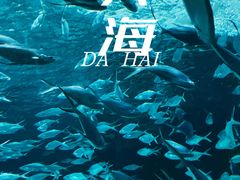 -上海海洋水族馆