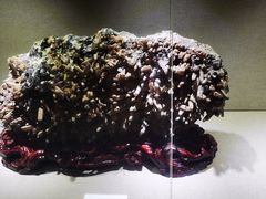 -陕西自然博物馆