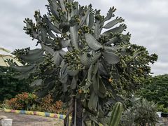 -松山湖梦幻百花洲