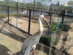 -盐城丹顶鹤湿地生态旅游区