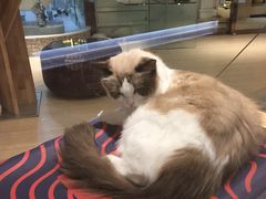 -momokira米努特·德文卷毛猫·棉花面纱犬