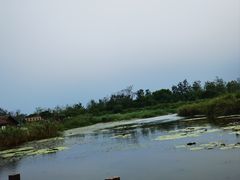 -盐城丹顶鹤湿地生态旅游区