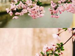 -秦园惠山豆腐花(惠山古镇店)