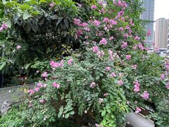 -成都市活水公园