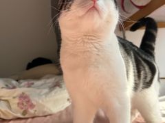 -宠爱国际动物医院·消化内科·心肾内科·ISFM猫友好(望京店)