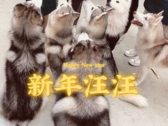 -星多哈·狗咖·拼豆·咖啡