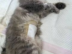 -仁仁嘉嘉宠物医院·骨外科中心·髋关节置换(北仑分院)