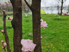 -茅家埠