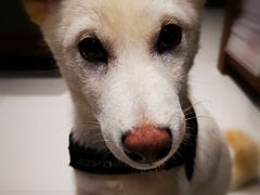 -柴务处·柴犬主题狗咖