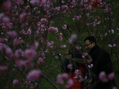 -天适樱花悠乐园
