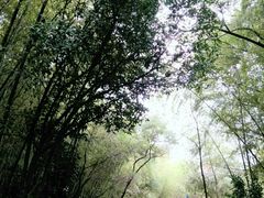 景点-峙山公园