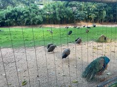 -深圳野生动物园
