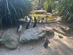 -费瑟代尔野生动物园