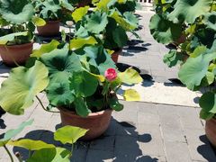 -莲花池公园