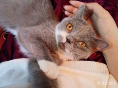 -Bastet sally猫舍购宠(静安店)