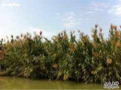 -大湾区中央湿地公园