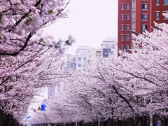 -高东镇樱花园