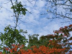 -铁山坪森林公园