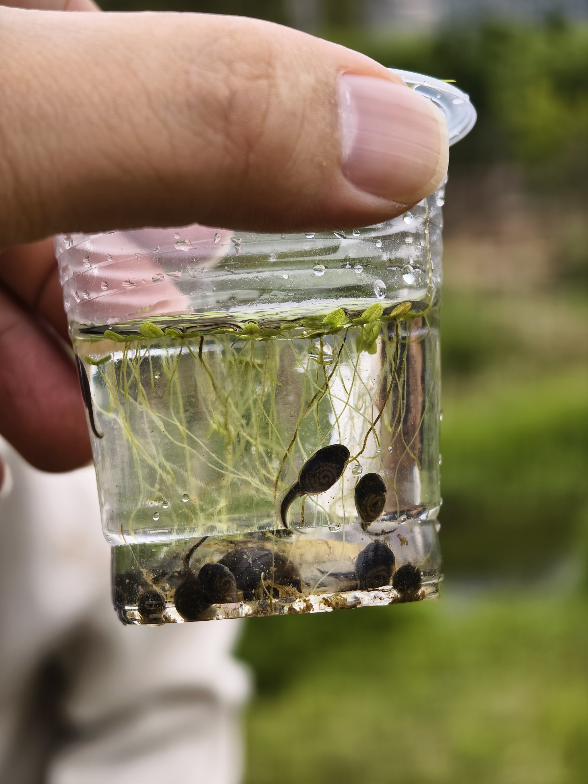 春日的乡间小河,一起去抓蝌蚪吧😄