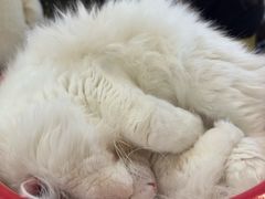 -平行世界·猫咖(首经贸店)