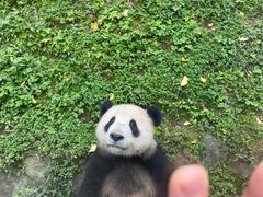 -都江堰中华大熊猫苑