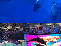 -海合安青岛极地海洋公园