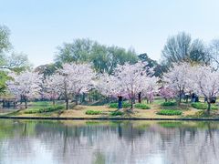 -上海共青森林公园