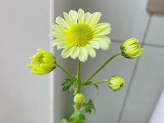 -中环花鸟鱼虫市场