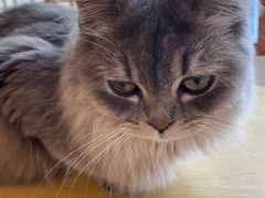 -Let's go狗咖·猫咖·奶狗·桌游(春熙路IFS店)
