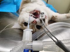 -瑞鹏宠物医院犬猫全科(真大分院)