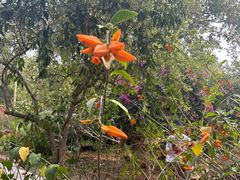 -中国科学院西双版纳热带植物园