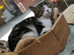 -more than meow吴止猫主题餐厅(承德 中船汇店)