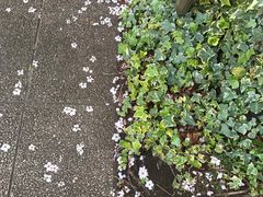 -台场海滨公园船码头