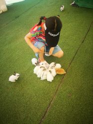 -萌宠亲子动物乐园(槐房万达店)