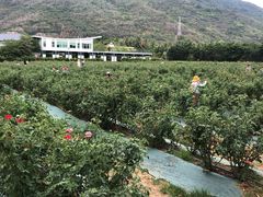 -亚龙湾国际玫瑰谷