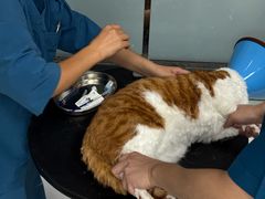 -嘉馨宠物医院·CT影像转诊·心脏科·犬猫全科诊疗中心(下沙大学城院区)