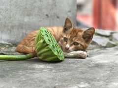 -铁道游击队纪念馆