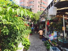 -曲阳花鸟市场(曲阳路店)