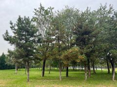 -汉长安城未央宫国家考古遗址公园