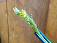 水性杨花-民食香·腊排骨野生菌美食(木府店)
