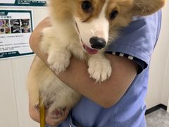 -东莞宠友24H宠物中心医院·转诊夜诊·异宠(新河北路院)