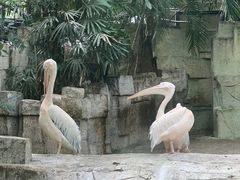 -广州长隆野生动物世界