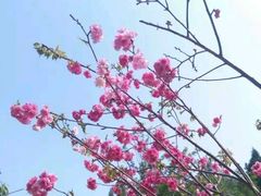 -绵阳盛世樱花悠乐谷