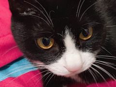 -纳吉亚猫专科动物医院博雅分院