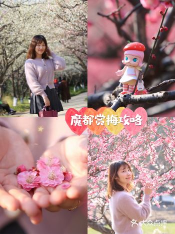 牛年第一波赏花季，世纪公园的梅花开了