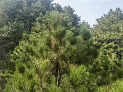 -磬锤峰森林公园