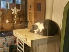 -猫咪博物馆(顶澳仔猫街店)